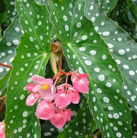 fiori rosa