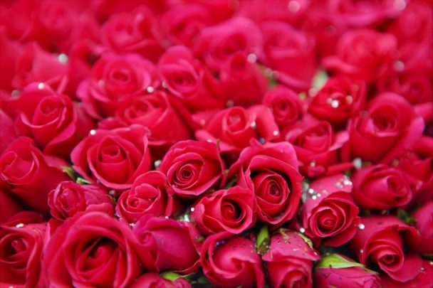 Quanti Petali Ha Una Rosa Rossa