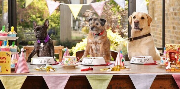 Eventi per animali: decorazioni e oggetti