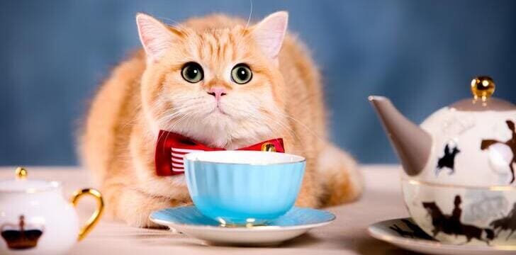Feste Pet-friendly: le regole da rispettare