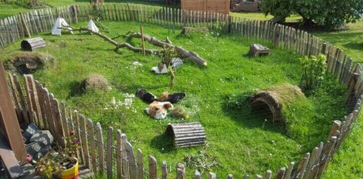 Eventi con animali: gli spazi da organizzare