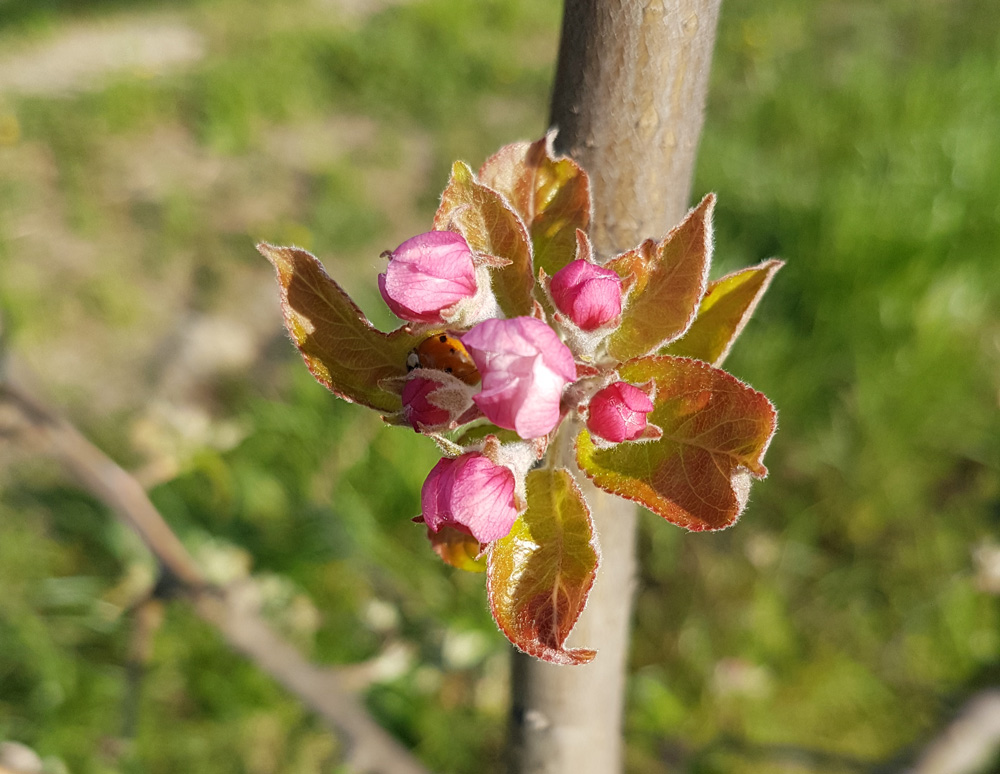 Agriturismo Bio Nonno