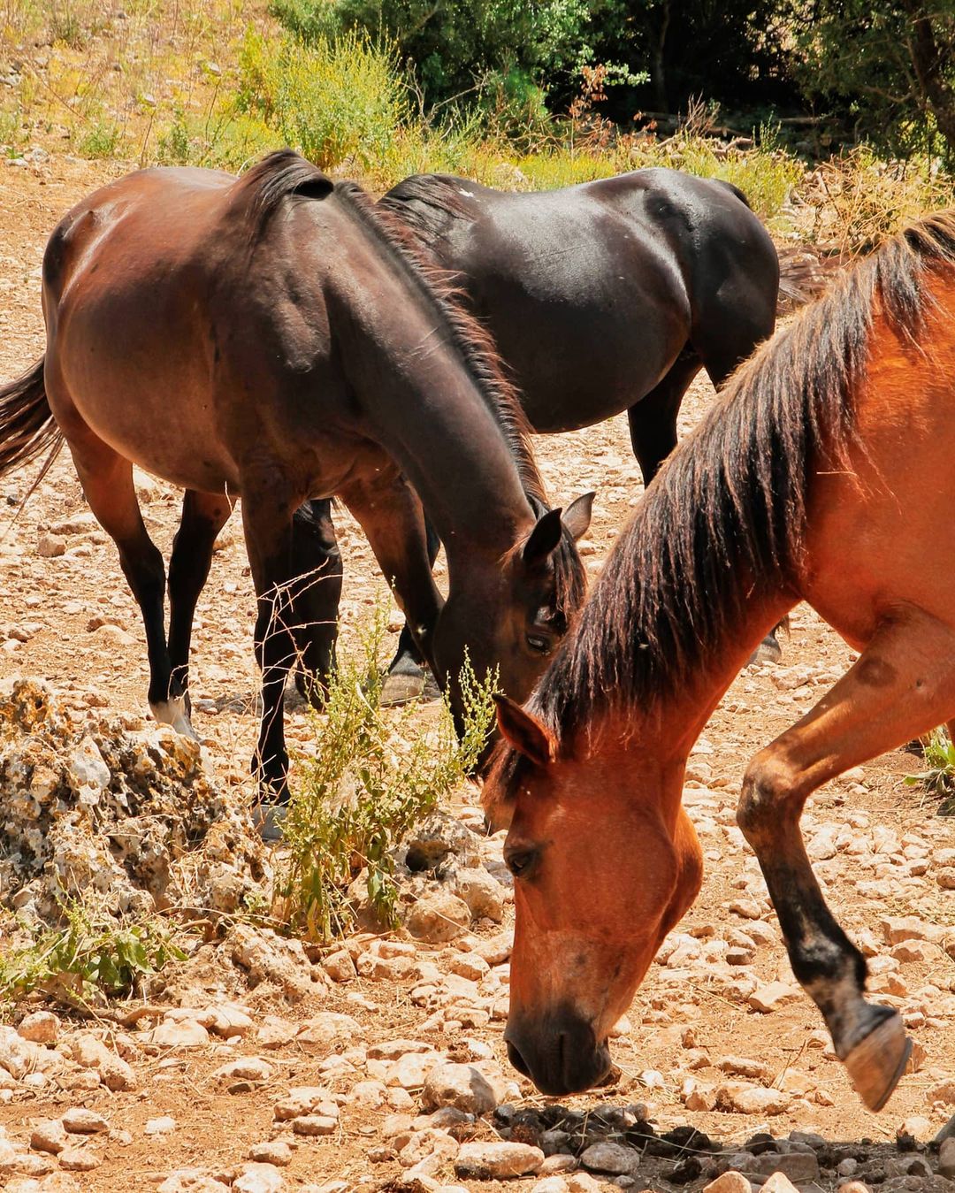 Pantalica Ranch