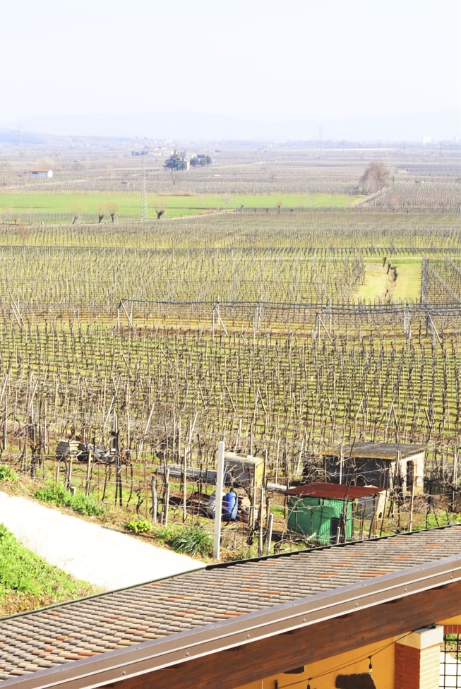 Azienda Vinicola Canoso