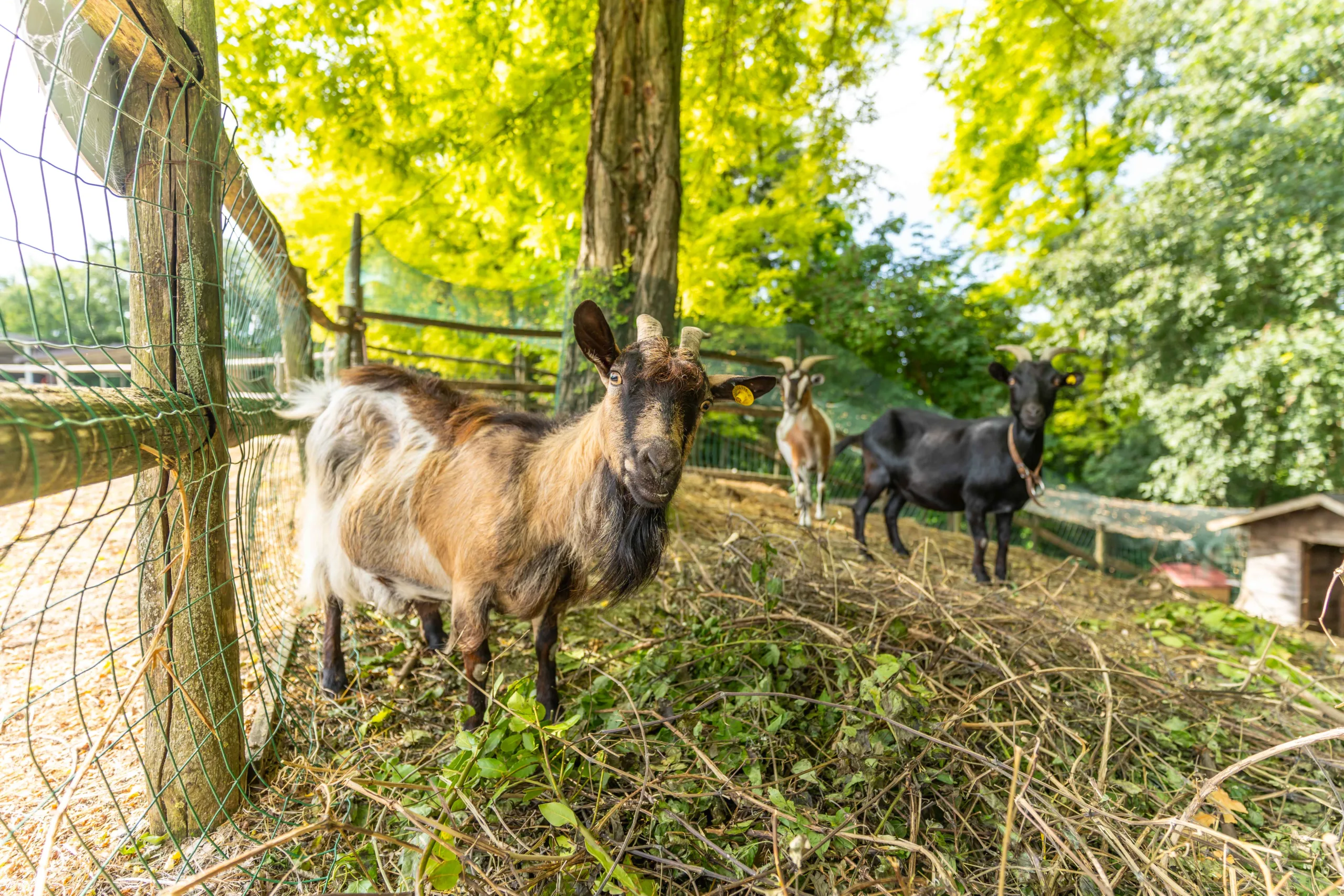 Agriturismo Colle dei Pivi