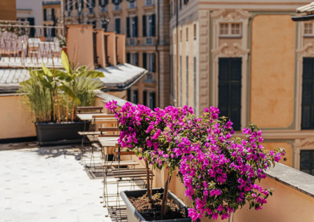 Le Colonne di Terrazza Bonsai